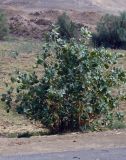 Calotropis procera. Плодоносящее растение. Египет, окр. г. Луксор, агроценоз. 29 апреля 2010 г.