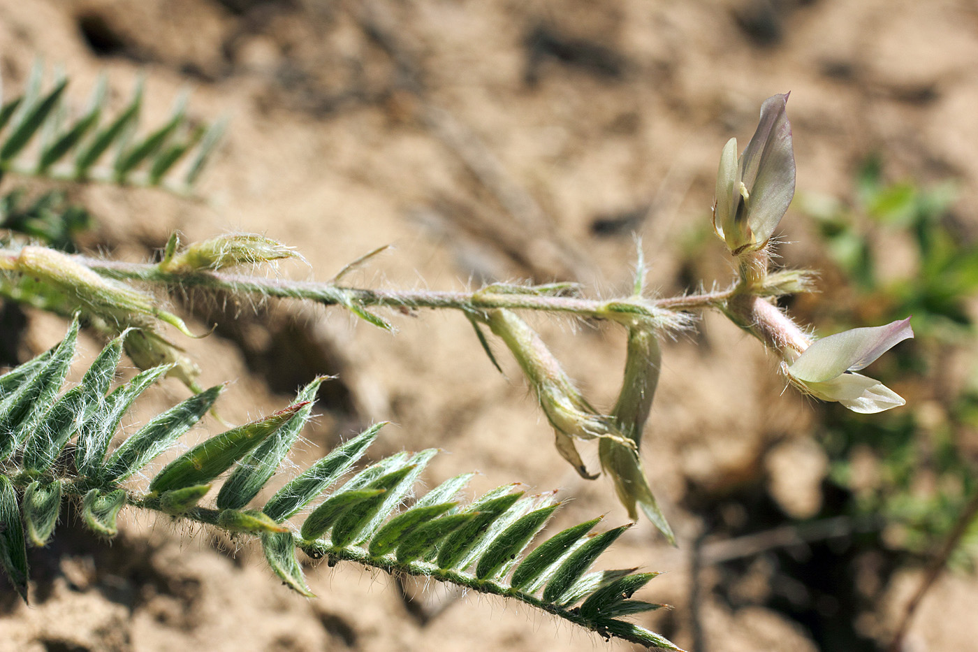 Image of Oxytropis ornata specimen.