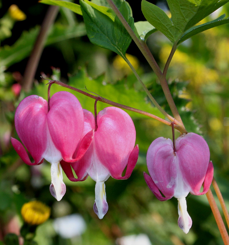 Image of Dicentra spectabilis specimen.