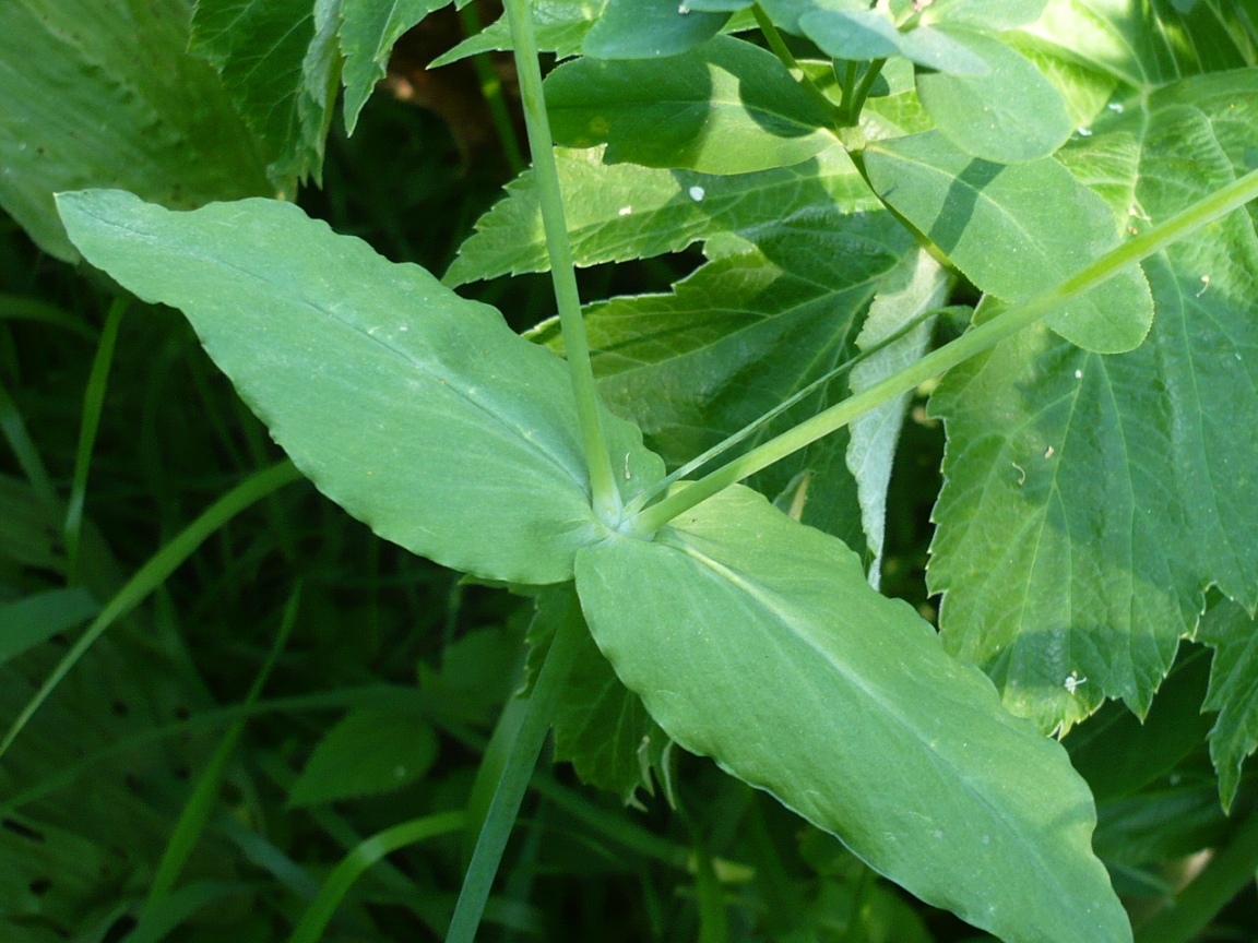 Image of Cerastium davuricum specimen.