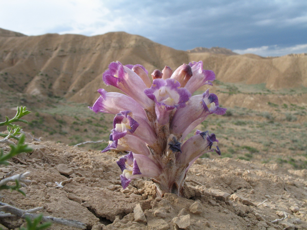 Image of Cistanche salsa specimen.