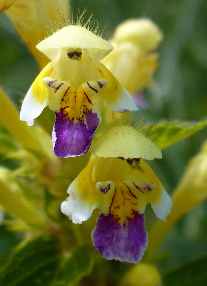 Изображение особи Galeopsis speciosa.