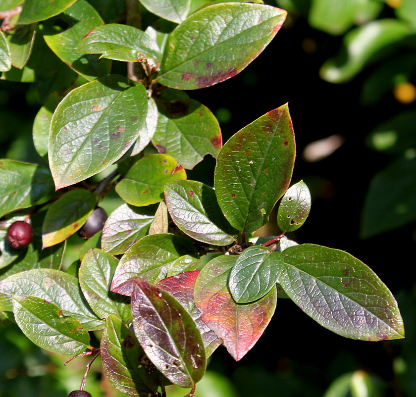 Изображение особи Cotoneaster lucidus.