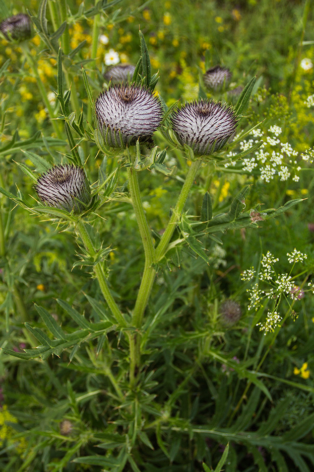 Image of Cirsium eriophorum specimen.