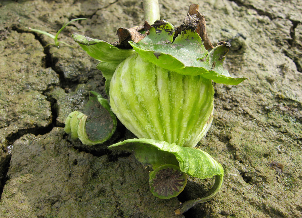 Image of Nuphar lutea specimen.