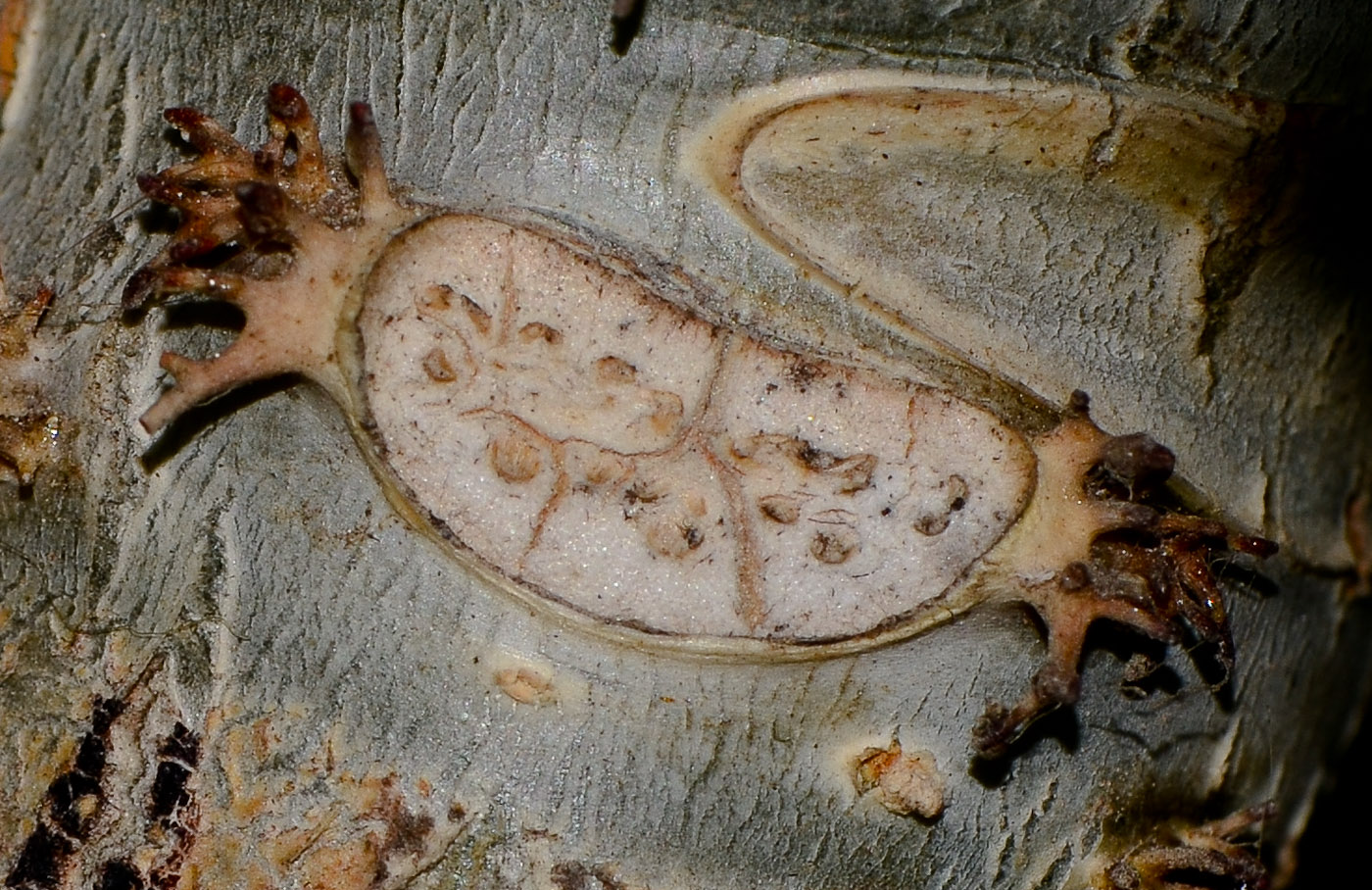 Image of Jatropha podagrica specimen.