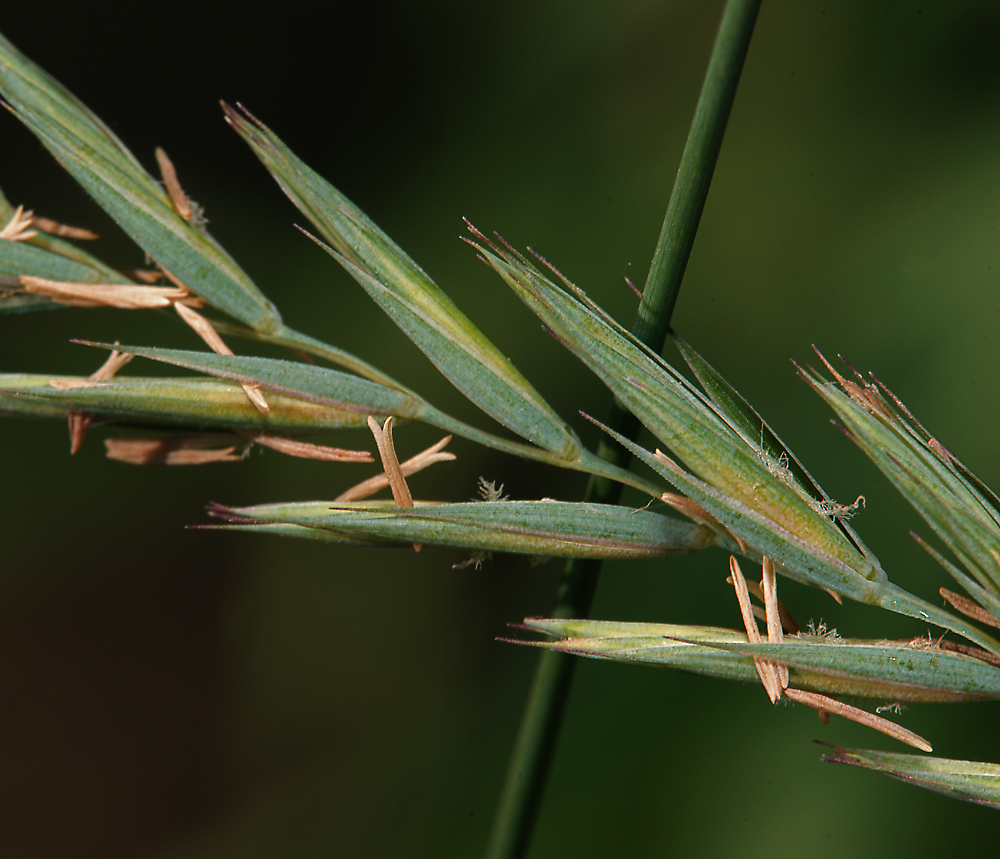 Image of Elytrigia repens specimen.