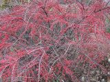 Cotoneaster horizontalis