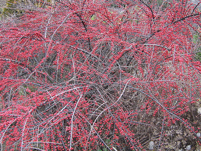 Image of Cotoneaster horizontalis specimen.