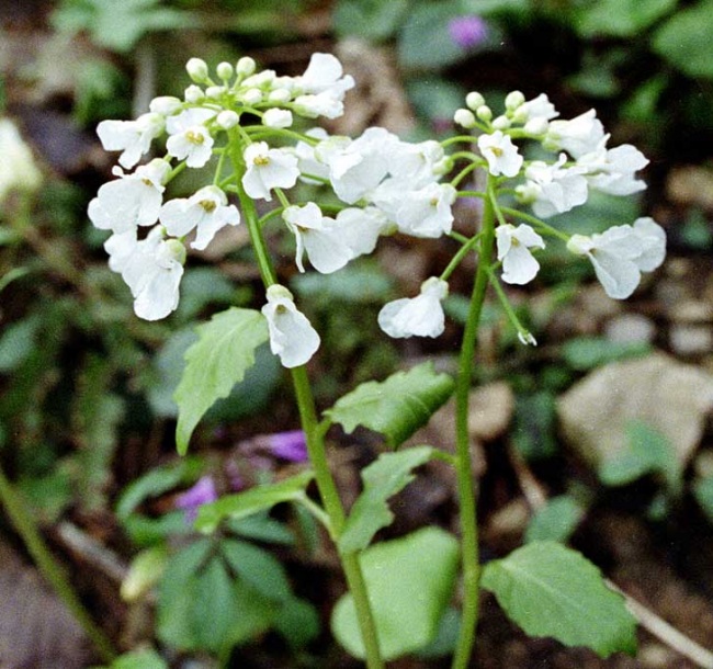 Image of Pachyphragma macrophyllum specimen.