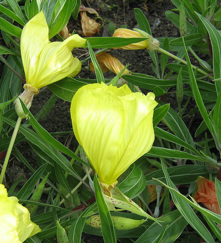 Image of Oenothera macrocarpa specimen.