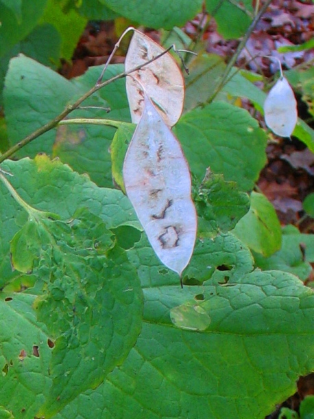 Image of Lunaria rediviva specimen.