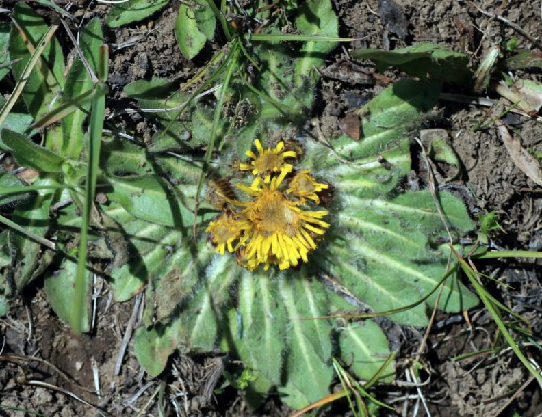 Изображение особи Inula rhizocephala.