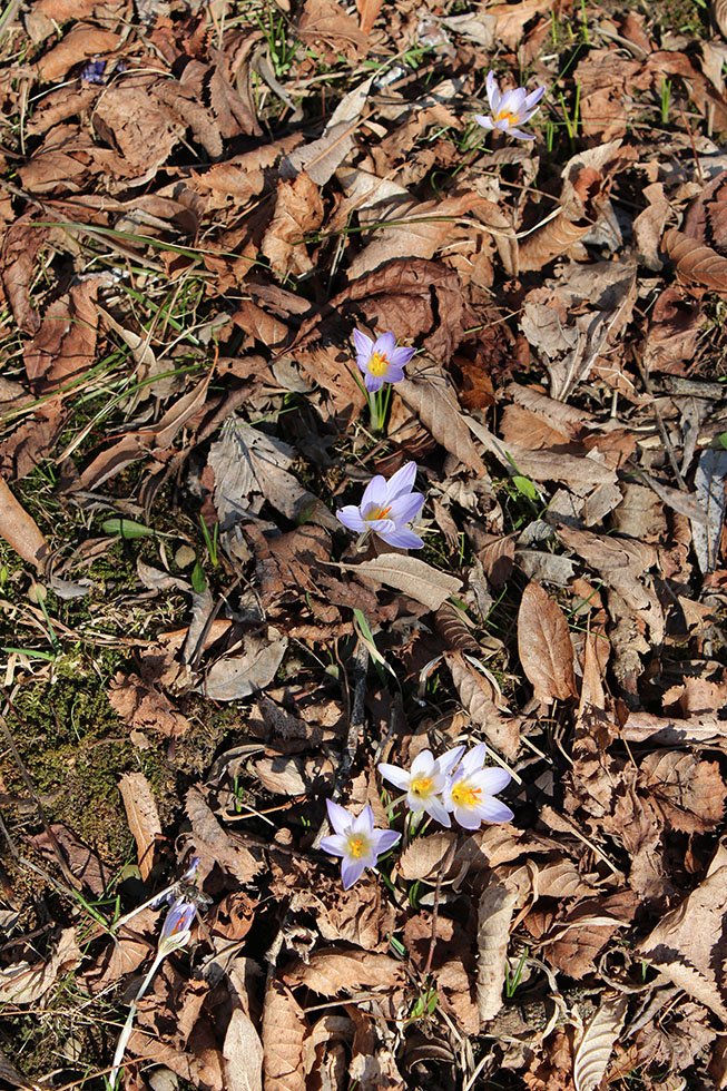 Изображение особи Crocus reticulatus.