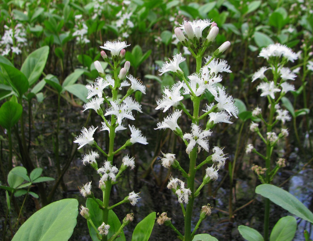 Изображение особи Menyanthes trifoliata.