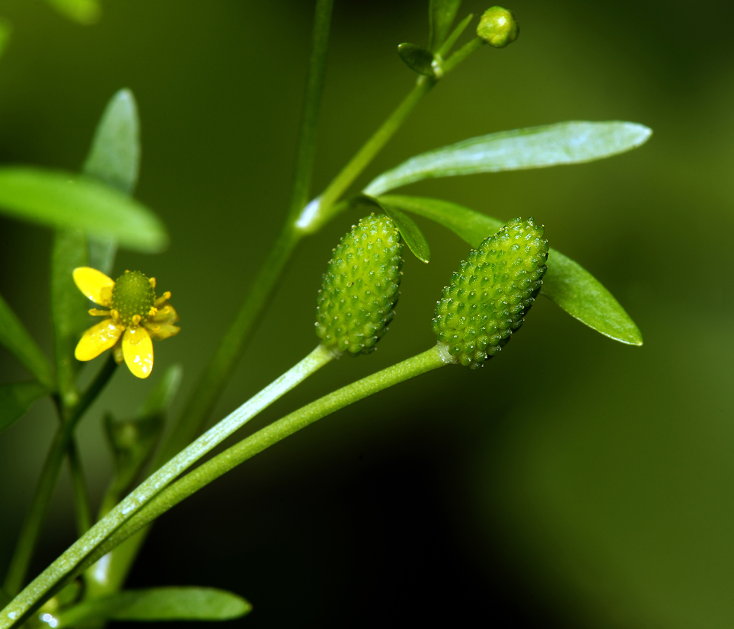 Изображение особи Ranunculus sceleratus.