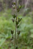 Aconitum septentrionale