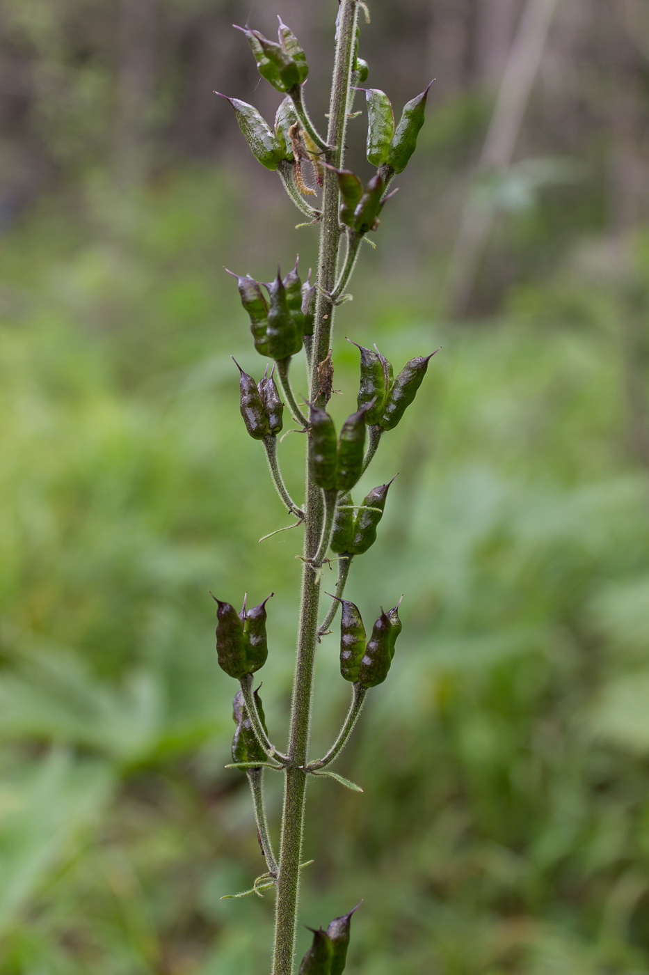 Изображение особи Aconitum septentrionale.