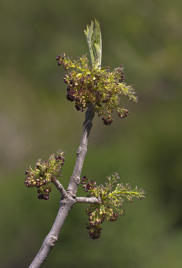 Изображение особи Fraxinus pennsylvanica.