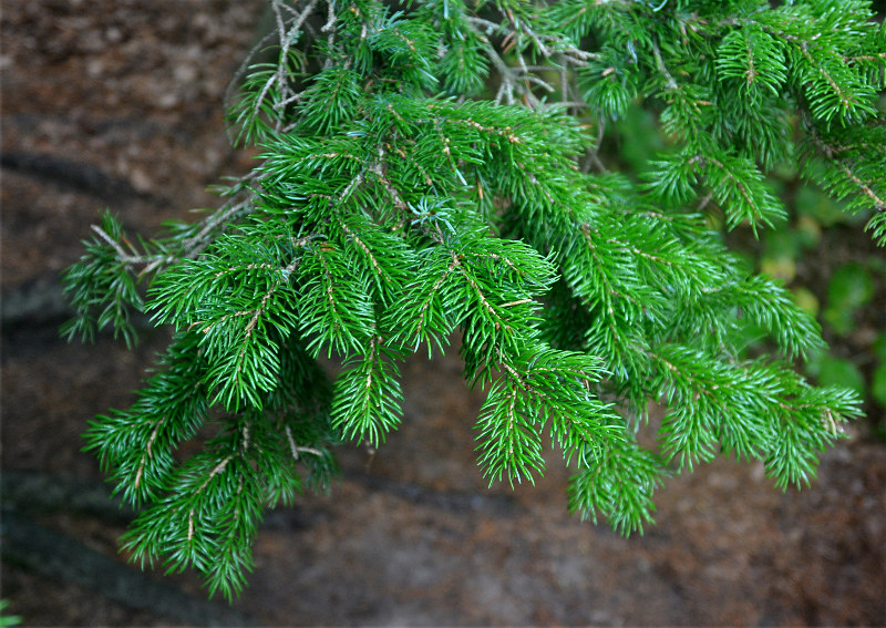 Image of Picea ajanensis specimen.