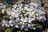 Chorispora bungeana. Цветущее растение. Кыргызстан, верховья р. Сусамыр. 29 апреля 2015 г.