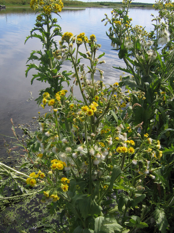 Изображение особи Tephroseris palustris.