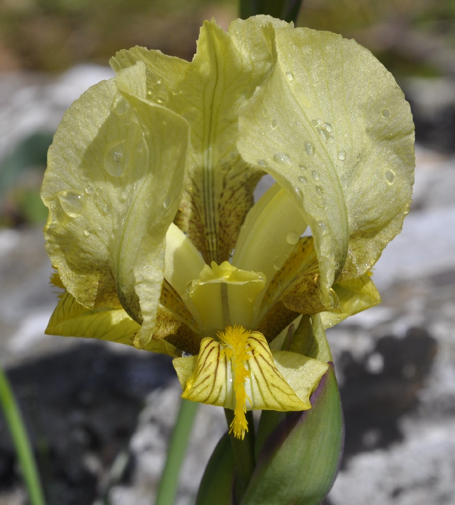 Image of Iris reichenbachii specimen.