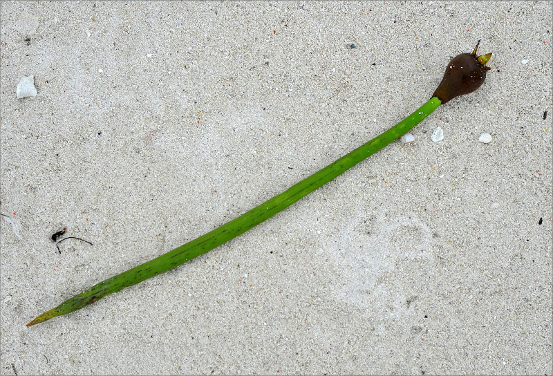 Image of Rhizophora mucronata specimen.