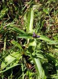 Gentiana macrophylla