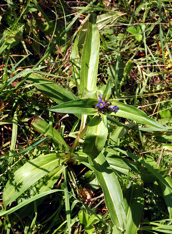 Image of Gentiana macrophylla specimen.