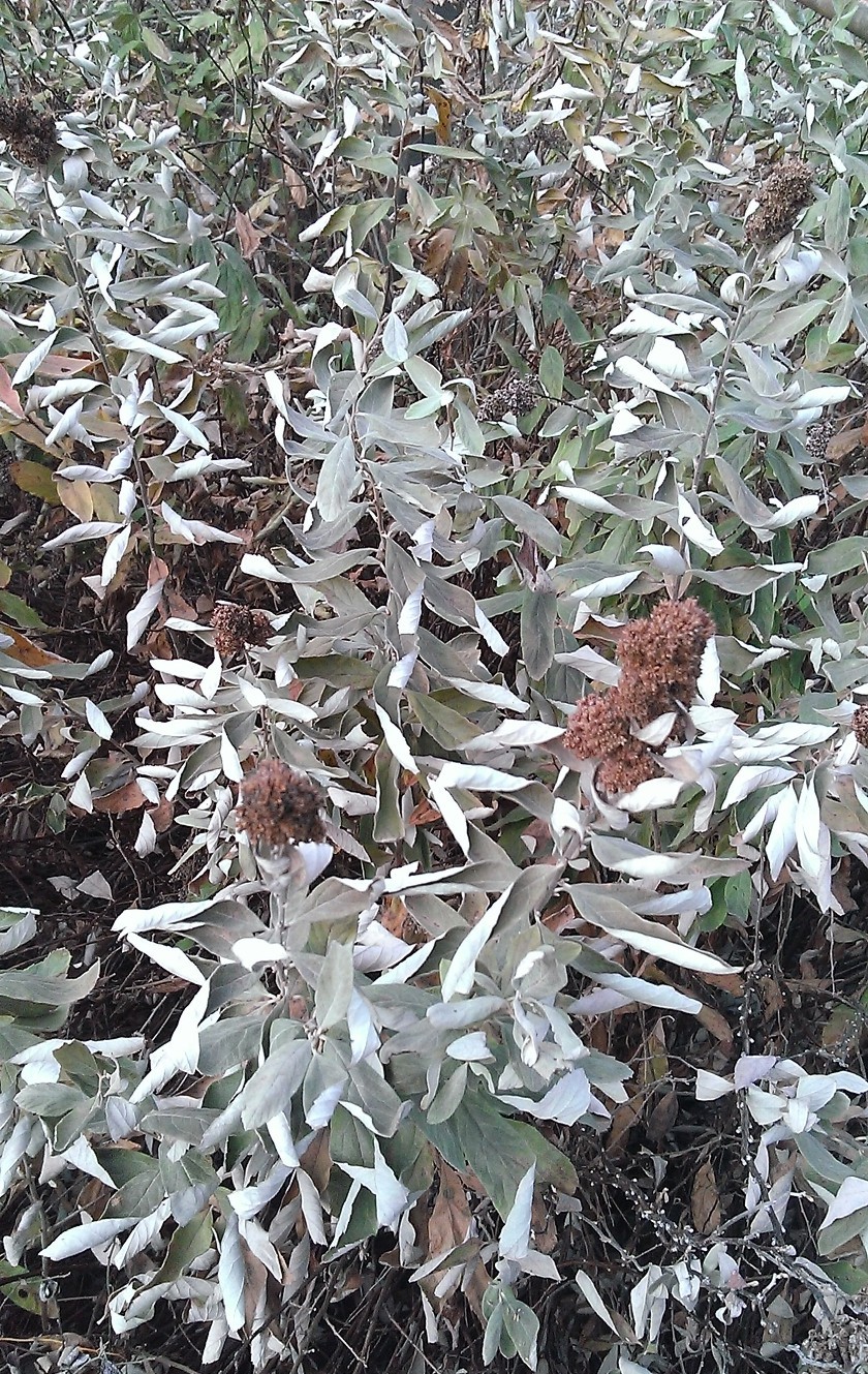 Изображение особи Spiraea douglasii.