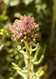 Pseudosedum longidentatum. Верхушка зацветающего растения. Кыргызстан, Нарынская обл., правый берег р. Нарын, ниже слияния с р. М. Нарын. 07.06.2015.