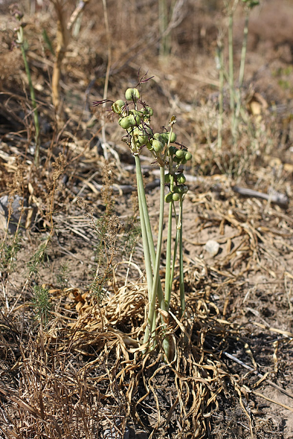 Image of Ungernia sewerzowii specimen.