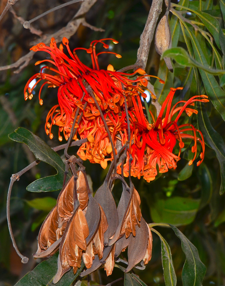 Image of Stenocarpus sinuatus specimen.