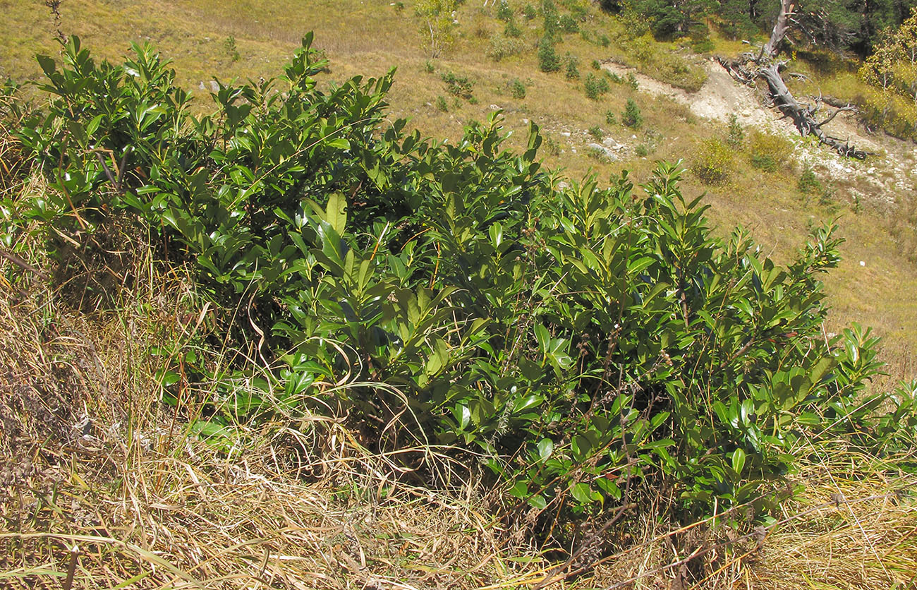 Image of Lauro-cerasus officinalis specimen.