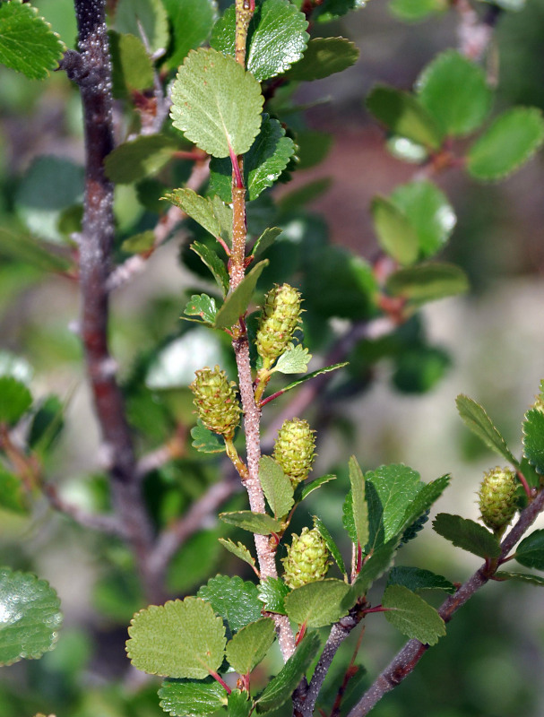 Image of Betula rotundifolia specimen.