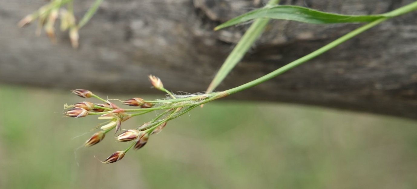 Image of Luzula forsteri specimen.