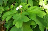 Hydrangea quercifolia. Верхушка веточки цветущего растения. Италия, Венеция, озеленение. Июль.