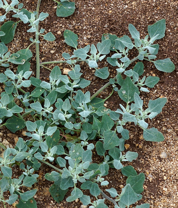 Изображение особи Chenopodium karoi.