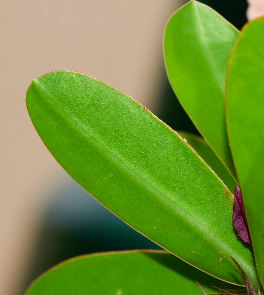 Image of Euphorbia splendens specimen.