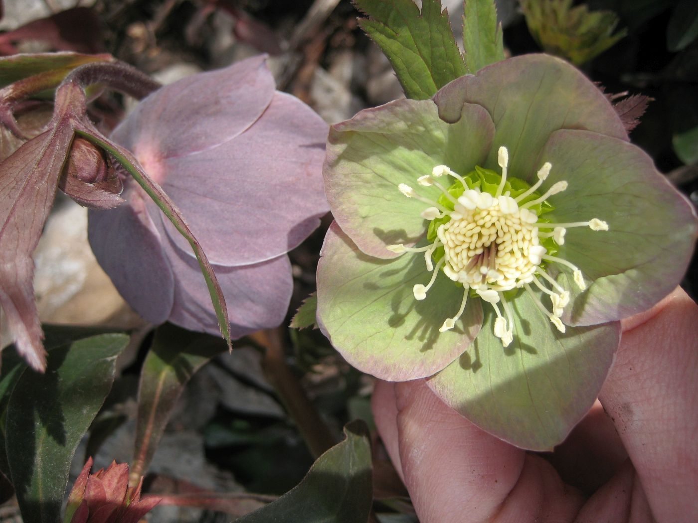 Image of Helleborus purpurascens specimen.