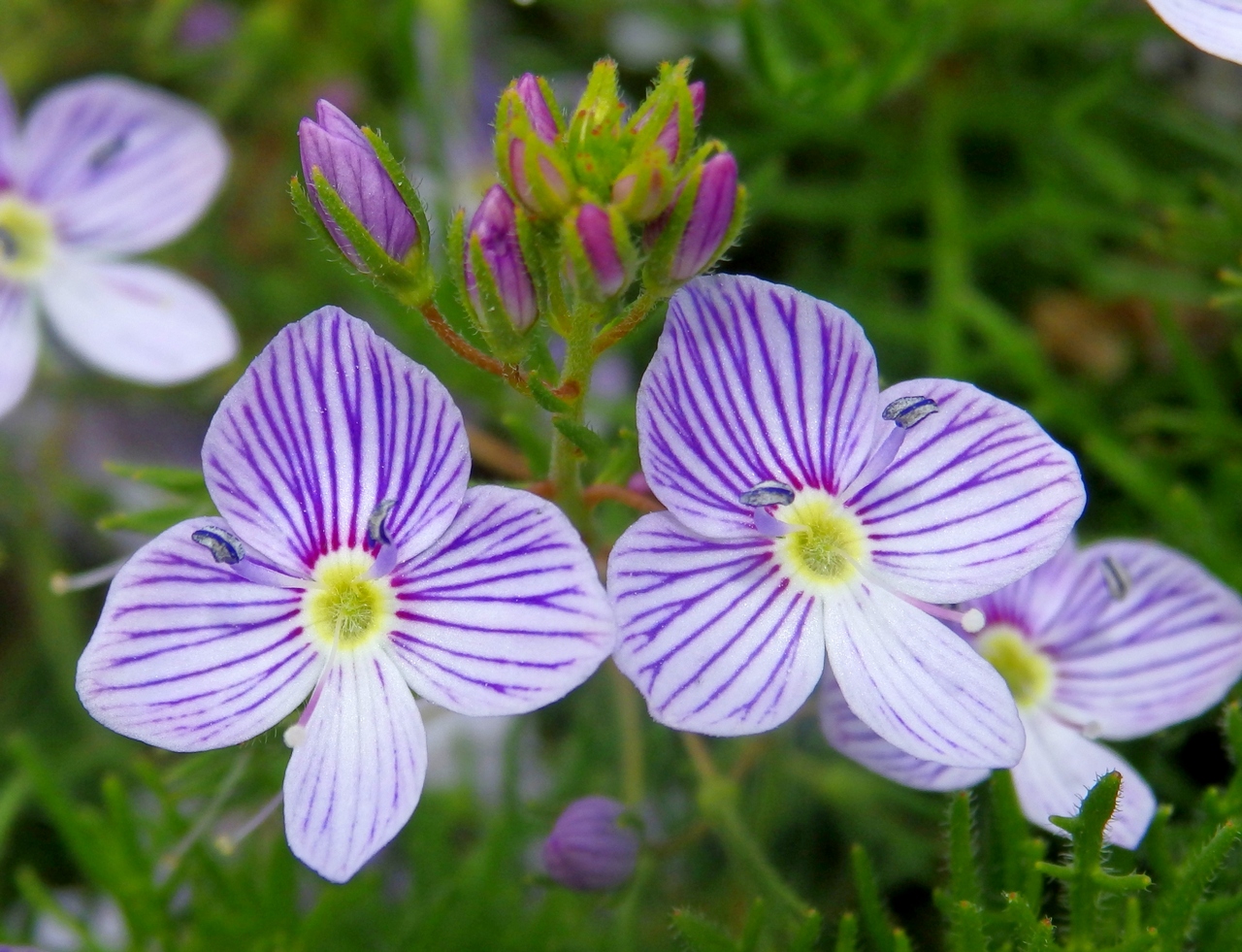 Image of Veronica filifolia specimen.