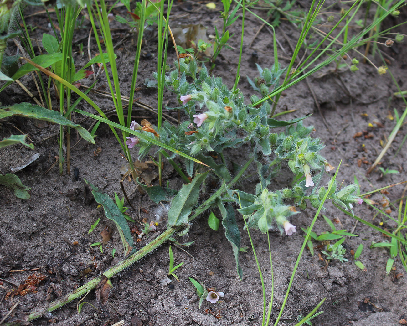 Image of Nonea rossica specimen.