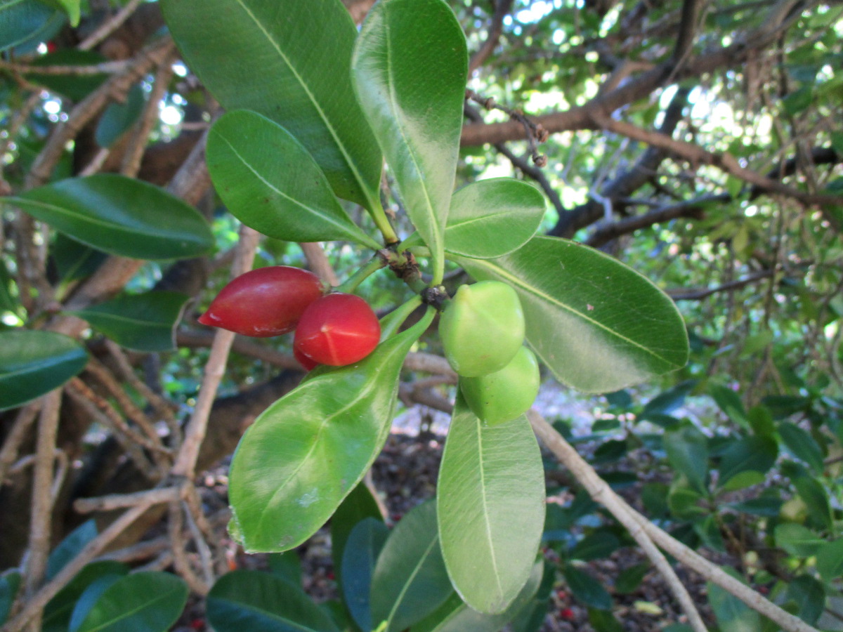 Image of Ochrosia elliptica specimen.