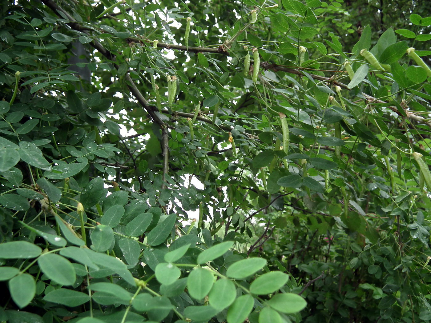 Image of Caragana arborescens specimen.