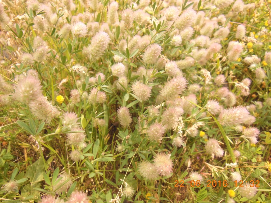 Image of Trifolium arvense specimen.