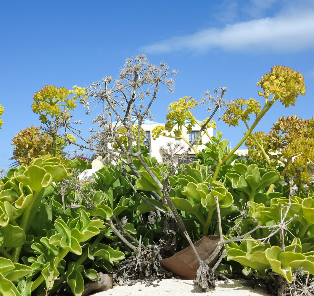 Image of Astydamia latifolia specimen.