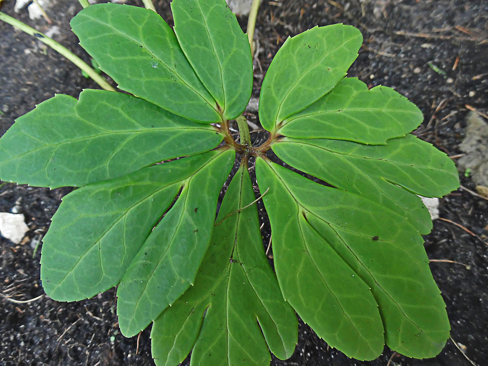 Image of Helleborus niger specimen.