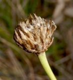 Cephalaria uralensis