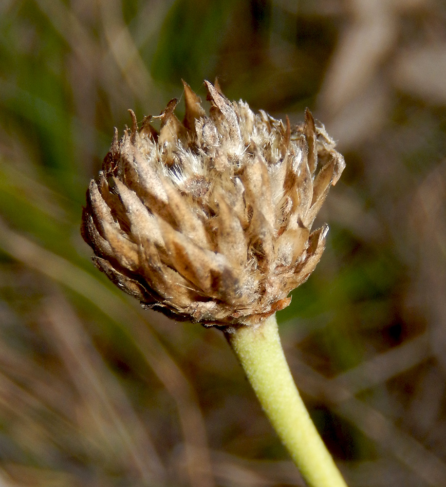 Изображение особи Cephalaria uralensis.